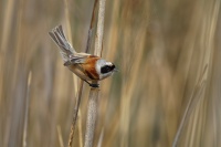 Moudivlacek luzni - Remiz pendulinus - Eurasian Penduline-Tit 0905